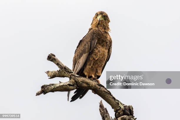 brown snake eagle - dominic fotografías e imágenes de stock