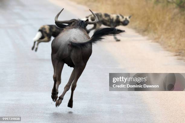 ready or not, here i come! - blue wildebeest stock pictures, royalty-free photos & images