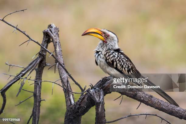 southern yellow billed hornbill - dominic fotografías e imágenes de stock