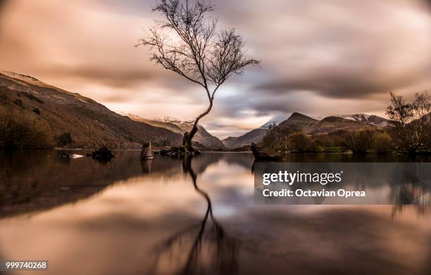 lone tree - oprea stock pictures, royalty-free photos & images