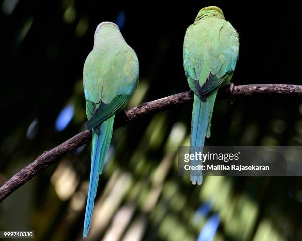 rose-ringed parakeet - mallika stock-fotos und bilder