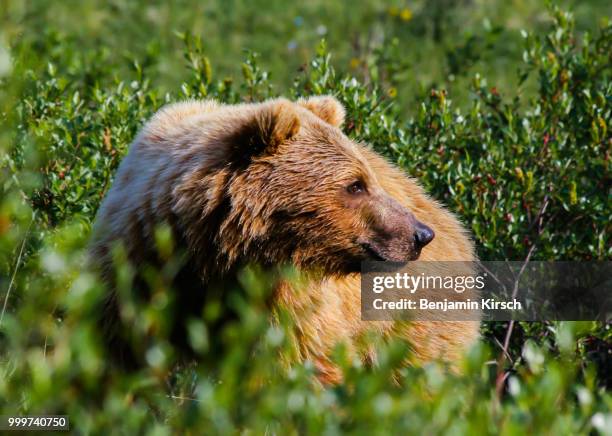 grizzly bear in denali national park - grizzly bear stock-fotos und bilder