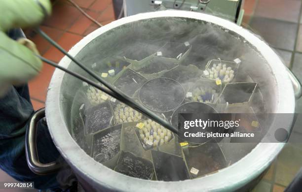 An employee of Masterrind puts bottled semen into nitrogen-cooled transportation box in Verden, Germany, 22 August 2017. A good breeding bull can...