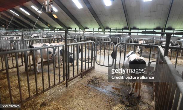 Bulls are standing in a stable of the company Masterrind in Verden, Germany, 22 August 2017. A good breeding bull can have up to 100,000 descendants;...