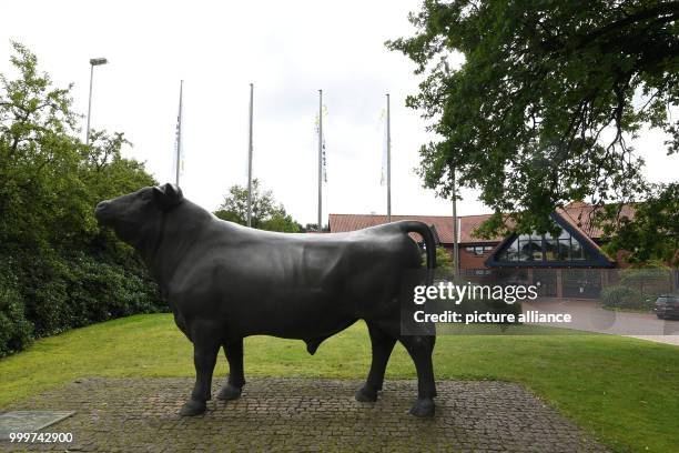 Bull sculpture is standing outide of the entrance of the company Masterrind in Verden, Germany, 22 August 2017. A good breeding bull can have up to...