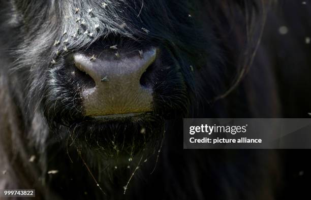 Numerous flies are sitting on the nose of a Highland cattle on range land near Oberlangheim, Germany, 06 September 2017. Photo: Nicolas Armer/dpa