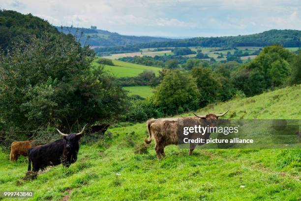 Dpatop - Highland cattle is standing on range land near Oberlangheim, Germany, 06 September 2017. Photo: Nicolas Armer/dpa