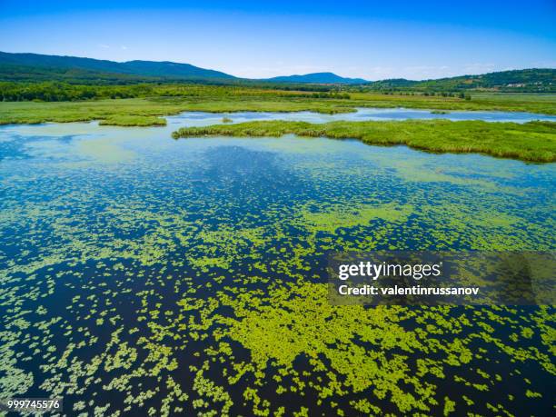 aerial view. flying over the swamps - backwater stock pictures, royalty-free photos & images