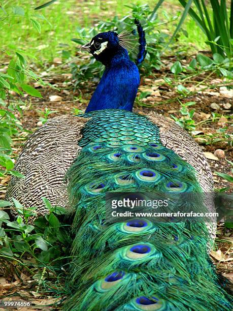 peacock - www photo com stock pictures, royalty-free photos & images