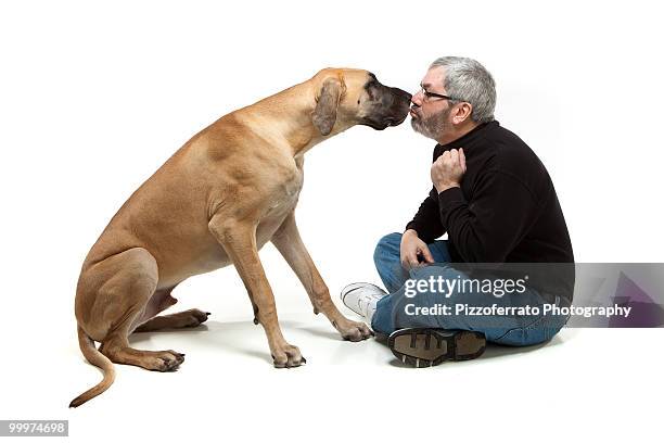 great dane kissing man - dane foto e immagini stock