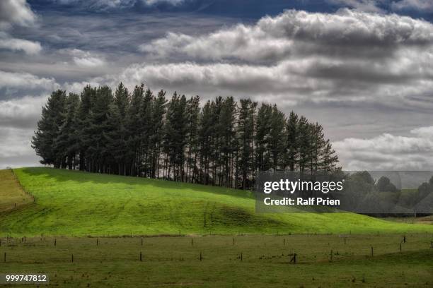 coniferous copse - coniferous stock pictures, royalty-free photos & images