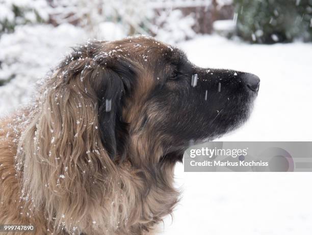snow - leonberger stock pictures, royalty-free photos & images