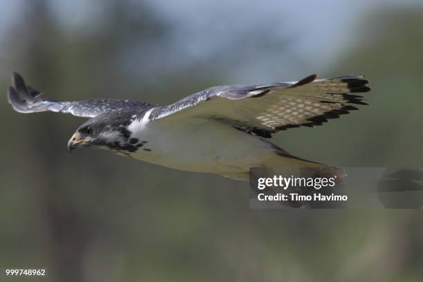 augur buzzard; serengeti tanzania; copyright timo havimo - augur buzzard stock pictures, royalty-free photos & images