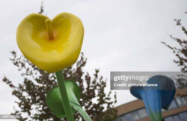Giant colourful calla lilies can be seen at the Magnus-Hirschfeld-Ufer in Berlin, Germany, 7 September 2017. The artificial flowers make up the...