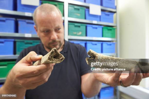 Excavation technician Achim Schmidt looks at human bones that were found during an excavation in Remagen at a branch of the Rhineland-Palatinate...