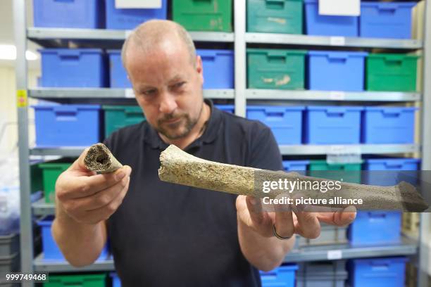 Excavation technician Achim Schmidt looks at human bones that were found during an excavation in Remagen at a branch of the Rhineland-Palatinate...