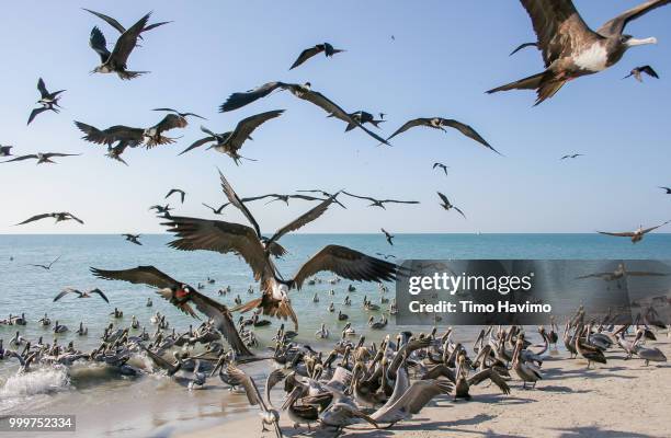 brown pelicans and magnificent frigatebirds; costa blanca panama; copyright timo havimo - panama wildlife stock pictures, royalty-free photos & images