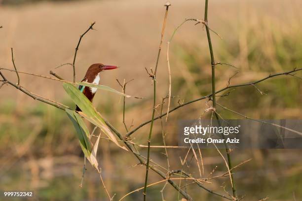 kingfisher - magellangans stock-fotos und bilder