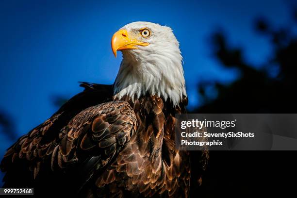 adler - adler stockfoto's en -beelden