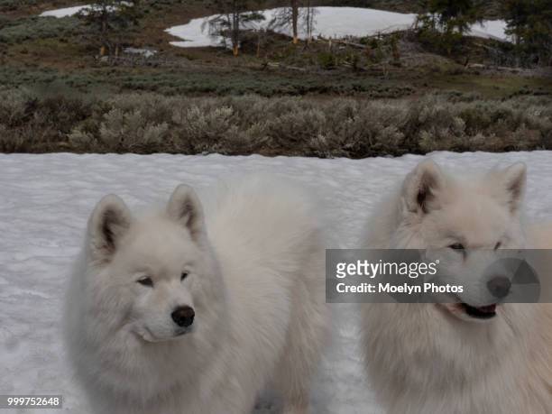 two white dogs in the snow - snow white - fotografias e filmes do acervo