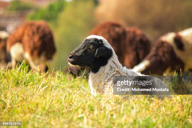 the lamb - mostefa stock pictures, royalty-free photos & images