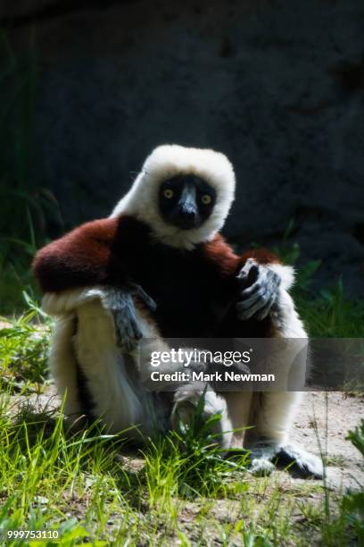 sifaka - endemic stock pictures, royalty-free photos & images