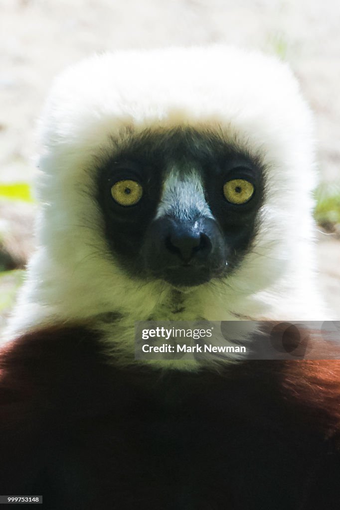 Sifaka