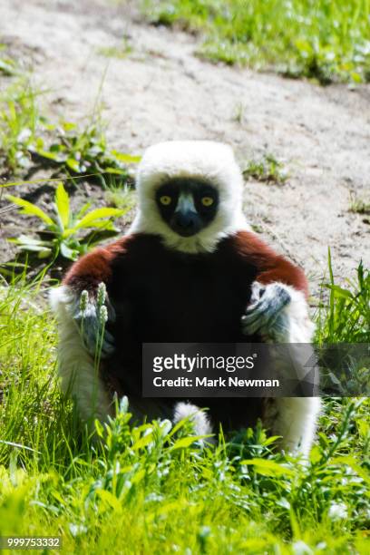sifaka - endemic stock pictures, royalty-free photos & images