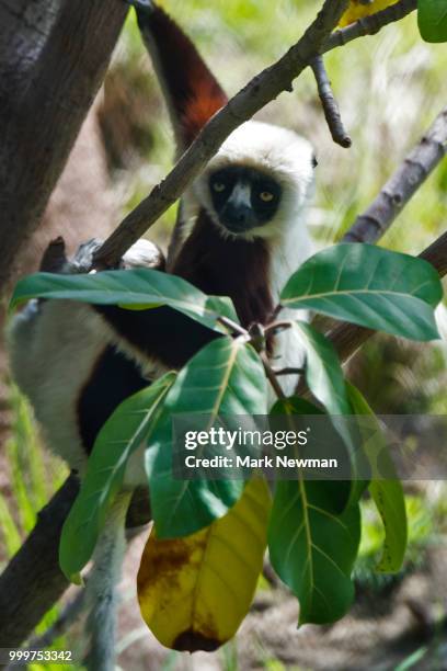 sifaka - endemic stock pictures, royalty-free photos & images