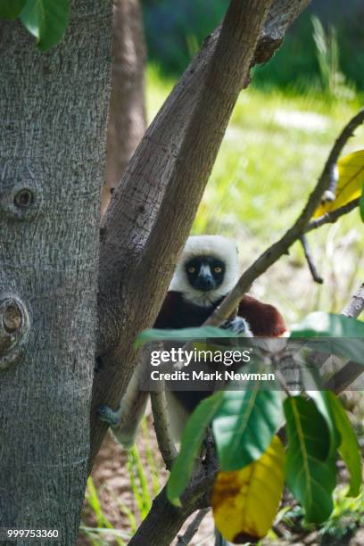 Propithecus Spp Propithecus Coquereli Photos and Premium High Res Pictures - Getty Images