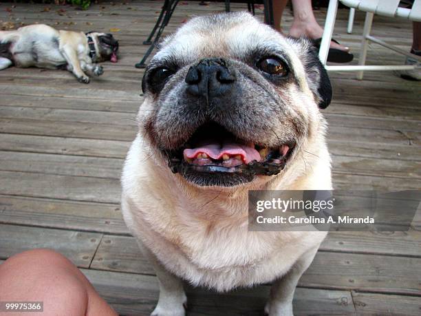 chubby pug  - carolina miranda stock pictures, royalty-free photos & images