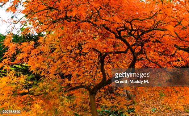 fall colors at portland, oregon - portland oregon ストックフォトと画像