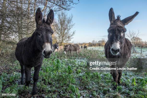 avoir froid aux (asiniennes) oreilles ? - froid stock-fotos und bilder