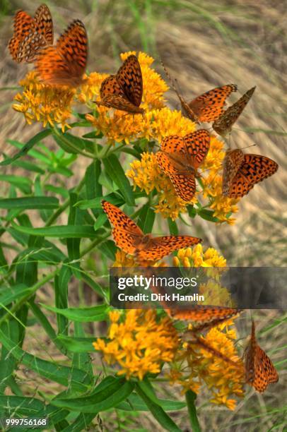 kaleidoscope of butterflies - dirk ストックフォトと画像