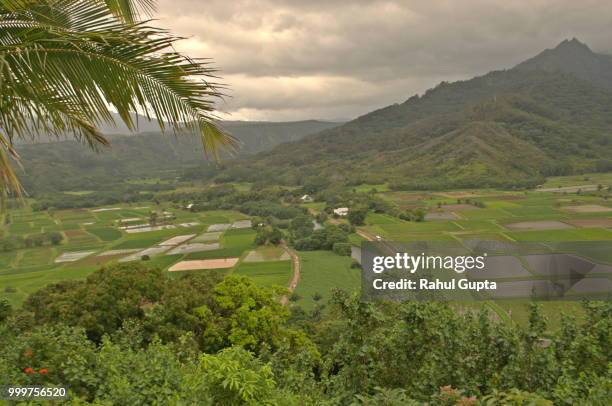 farms of hawaii - gupta stock pictures, royalty-free photos & images