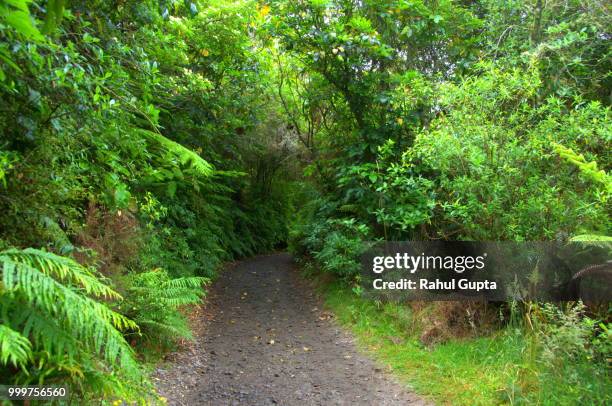 shady path - gupta stock pictures, royalty-free photos & images