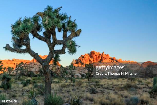 ca-joshua tree national park-barker dam trail - joshua tree ストックフォトと画像