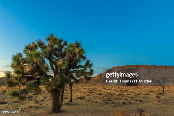 ca-joshua tree national park-sunset - joshua tree ストックフォトと画像