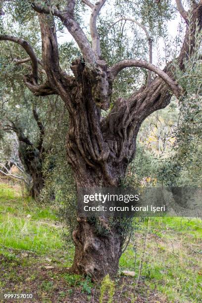 historical olive tree body shaped by the years of wind - eichenwäldchen stock-fotos und bilder