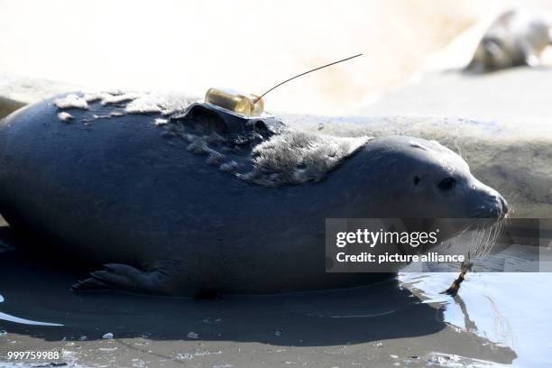 Young seal can be seen with an emitter on its back at the reintroduction pool at the seal rearing station in Friedrichskoog, Germany, 4 September...