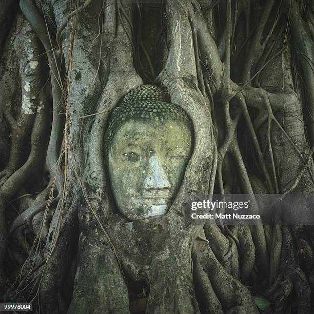 buddha in a bodhi tree - mahabodhi temple stock pictures, royalty-free photos & images