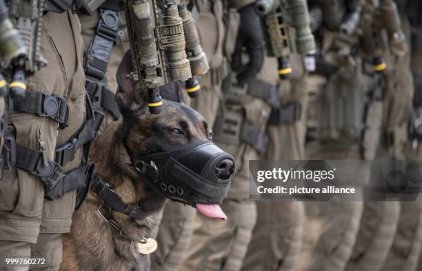 The police dog "Whiskey" stretches briefly during a drill of the elite police commando SEK in Frankfurt am Main, Germany, 8 September 2017. The dog...