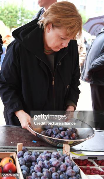 German chancellor Angela Merkel buys Serbian plums and local tomatos from the vegetable salesman Hans-Christian Oehlckers at the Fruit trade...