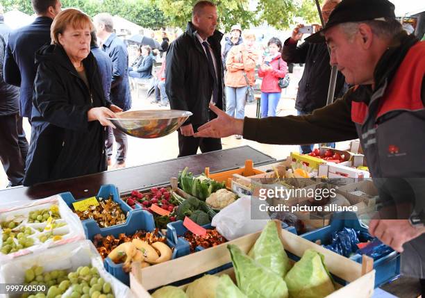 German chancellor Angela Merkel buys Serbian plums and local tomatos from the vegetable salesman Hans-Christian Oehlckers at the Fruit trade...