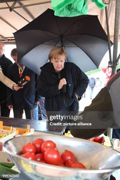 German chancellor Angela Merkel buys Serbian plums and local tomatos from the vegetable salesman Hans-Christian Oehlckers at the Fruit trade...