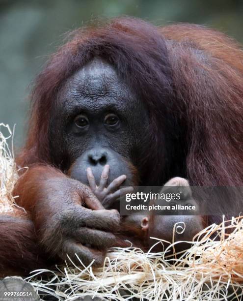 The orangutang lady Hsiao-Ning can be seen with her seven week old baby at the zoo in Rostock, Germany, 8 September 2017. The female baby orangutang...