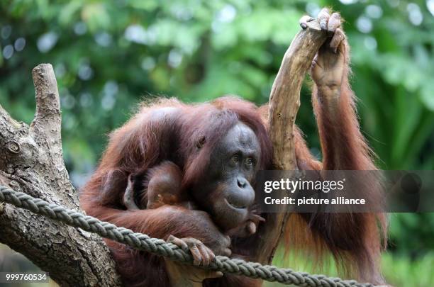 The orangutan lady Hsiao-Ning can be seen with her seven week old baby at the zoo in Rostock, Germany, 8 September 2017. The female baby orangutan...