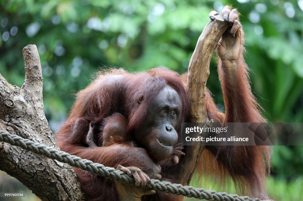 Orangutan baby at the Rostock Zoo