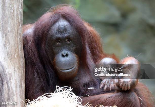 The orangutang lady Hsiao-Ning can be seen with her seven week old baby at the zoo in Rostock, Germany, 8 September 2017. The female baby orangutang...