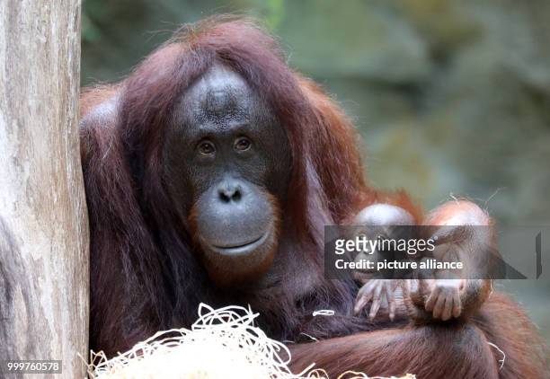 The orangutan lady Hsiao-Ning can be seen with her seven week old baby at the zoo in Rostock, Germany, 8 September 2017. The female baby orangutan...